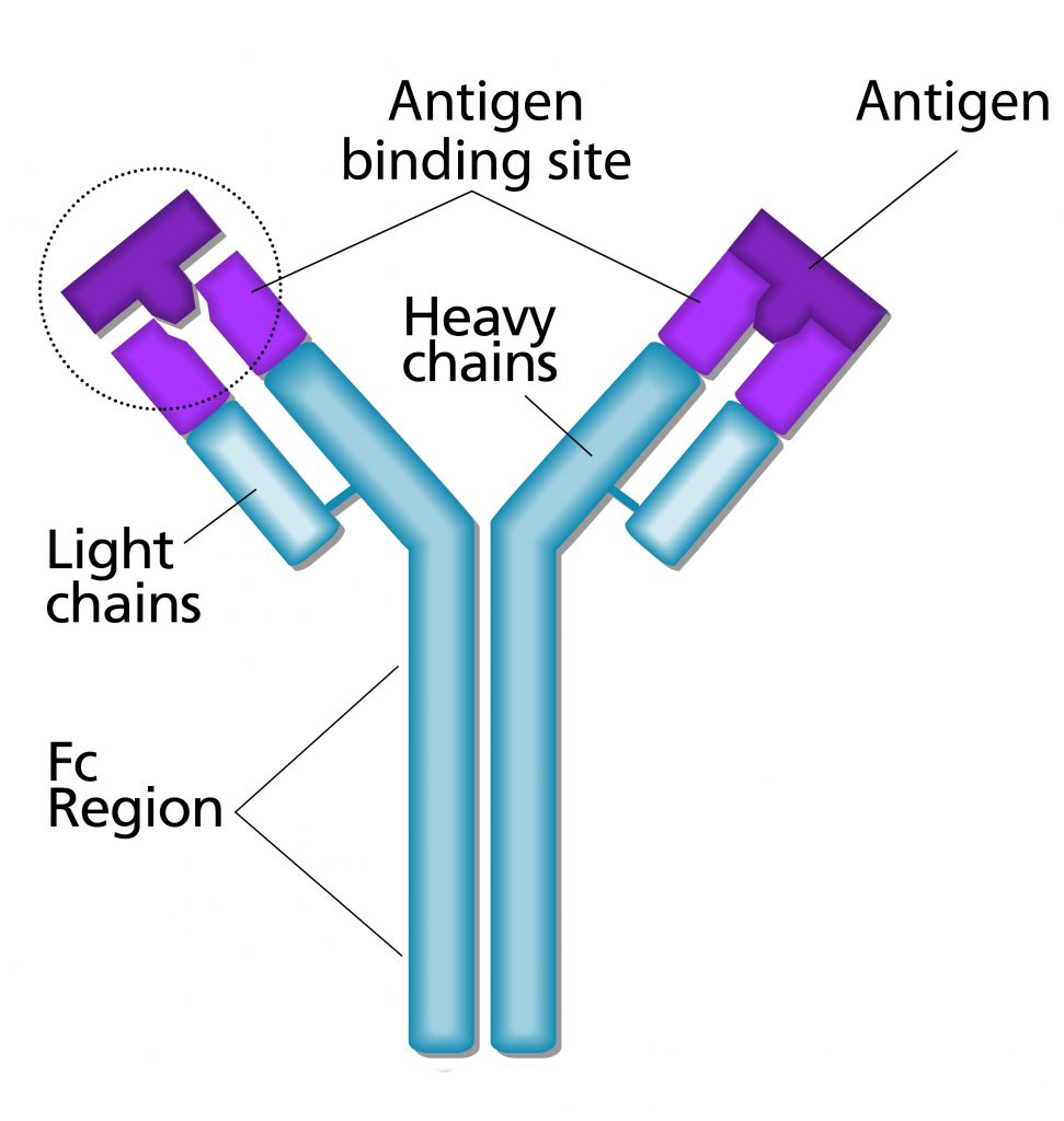 Native IgG biochemical profile